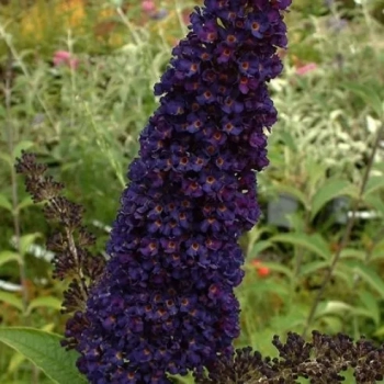 BUDLEJA DAWIDA Black Knight - sadzonki 60 / 80 cm