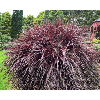 KORDYLINA AUSTRALIJSKA Red Sensation - sadzonki 20 / 30 cm