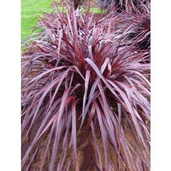 KORDYLINA AUSTRALIJSKA Red Sensation - sadzonki 20 / 30 cm