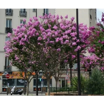 LAGERSTROEMIA na pniu Fioletowo-rózowa bez południa - sadzonki 70 / 90 cm