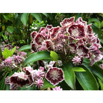 KALMIA Mitternacht - sadzonki 30 / 50 cm