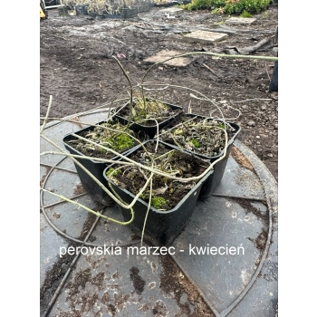 PEROVSKIA BARDZO PACHNIE MIODODAJNE - sadzonki 5 / 10 cm