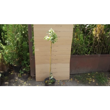 TRZMIELINA szczepiona na pniu żółto - zielona - sadzonki 100 / 120 cm