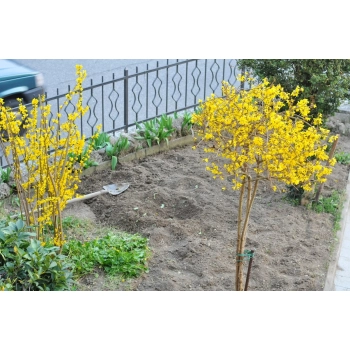 FORSYCJA na pniu słońce w ogrodzie - sadzonki 140 / 160 cm