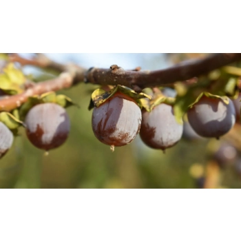KAKI HURMA kaukaska PERSYMONA - sadzonki 10 / 15 cm