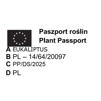 EUKALIPTUS na pniu niebieski odstraszacz komarów - sadzonki 60 / 80 cm