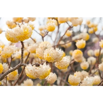 EDGEWORTHIA papierodajna kwitnie zimą - sadzonki 60 / 80 cm