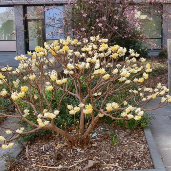 EDGEWORTHIA papierodajna kwitnie zimą - sadzonki 60 / 80 cm