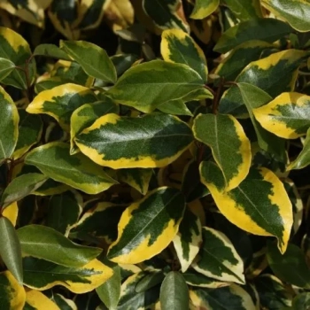 OLIWNIK Gilt Edge zimozielony - sadzonki 20 / 30 cm