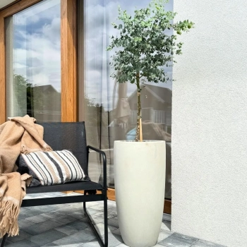 EUKALIPTUS na pniu niebieski odstraszacz komarów - sadzonki 60 / 80 cm