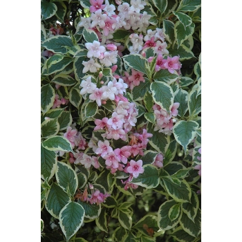 KRZEWUSZKA WEIGELA Nana Variegata - sadzonki 5 / 15 cm