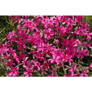 FLOKS SCARLET FLAME różowy - sadzonki 10 / 15 cm