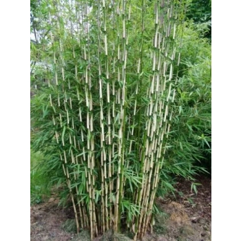 BAMBUS dwukolorowy Formidable - sadzonki 40 / 50 cm