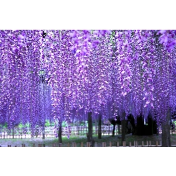 GLICYNIA WISTERIA szczepiona fioletowo - niebieska - sadzonki 120 / 150 cm
