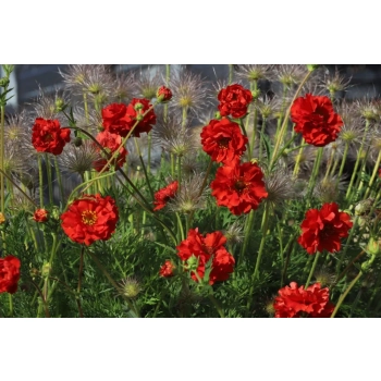 KUKLIK CZERWONY - sadzonki 10 / 20 cm