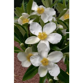 GORDLINIA wielkokwiatowa - sadzonki 80 / 100 cm