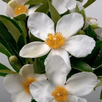 GORDLINIA wielkokwiatowa - sadzonki 80 / 100 cm