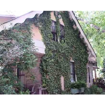 HEDERA BLUSZCZ zimą zielony odporne na mróz - sadzonki 50 / 80 cm