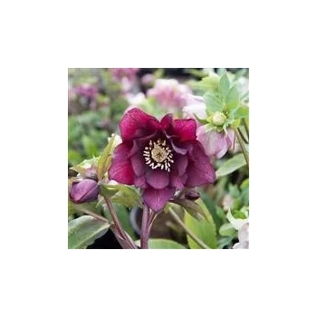 CIEMIERNIK Double Dark Pink - sadzonki 10 / 15 cm