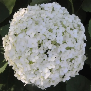 HORTENSJA DRZEWIASTA Bounty - sadzonki 60 / 80 cm