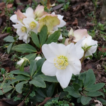 CIEMIERNIK biały zimozielony - sadzonki 10 / 15 cm