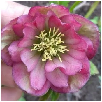 CIEMIERNIK Double Dark Pink - sadzonki 10 / 15 cm