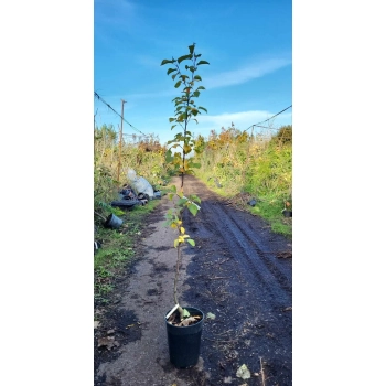 JABŁOŃ RAJSKA SZCZEPIONA złoty owoc - sadzonki 150 / 180 cm