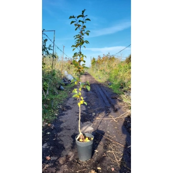 JABŁOŃ RAJSKA SZCZEPIONA złoty owoc - sadzonki 150 / 180 cm