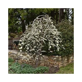 JUDASZOWIEC KANADYJSKI Vanilla Twist zwisający SZCZEPIONY - sadzonki 40 / 60 cm