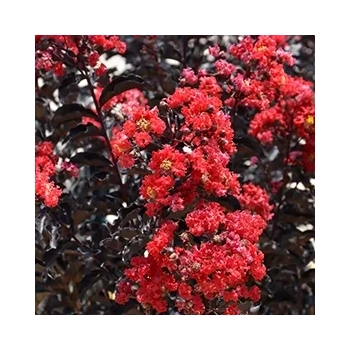 LAGERSTROEMIA CZERWONA czerwony liść - sadzonki 50 / 70 cm