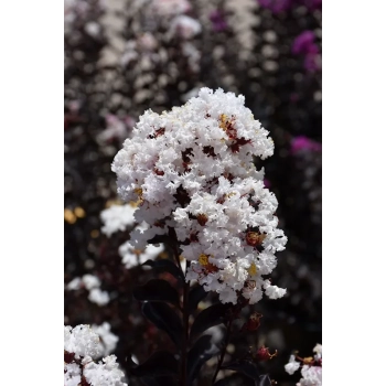 LAGERSTROEMIA BIAŁA czerwony liść - sadzonki 50 / 70 cm
