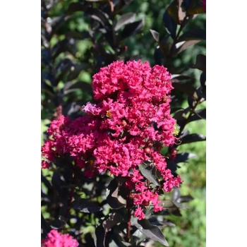 LAGERSTROEMIA RÓŻOWA czerwony liść - sadzonki 50 / 70 cm