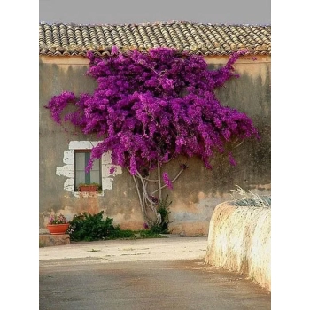 LAGERSTROEMIA na pniu Fioletowa bez południa - sadzonki 100 / 120 cm