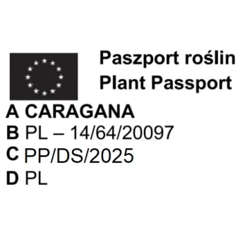 KARAGANA szczepiona na pniu szerokolistna zwisająca - sadzonki 160 / 180 cm