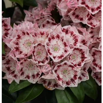 KALMIA Ginkona - sadzonki 30 / 50 cm