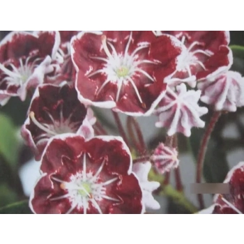 KALMIA Tad - sadzonki 30 / 50 cm