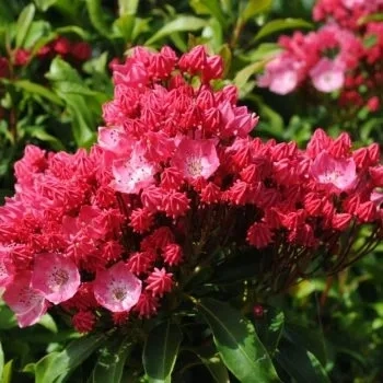 KALMIA Kardinal - sadzonki 30 / 50 cm