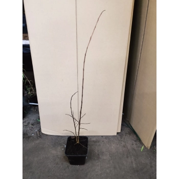 LAGERSTROEMIA bez południa czerwona - sadzonki 100 / 130 cm