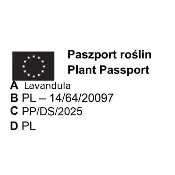 LAWENDA polska odmiana wieloletnia P9 - sadzonki 10 / 20 cm