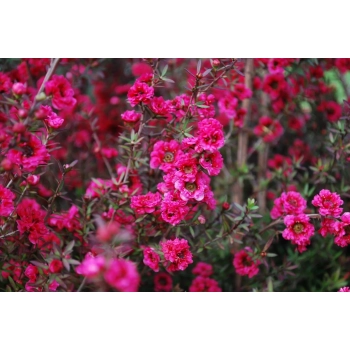 MANUKA Leptospermum scoparium Red Damask miododajne lecznicze - sadzonki 5 / 10 cm
