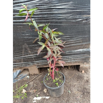 LOBELIA Queen Victoria - sadzonki 10 / 15 cm