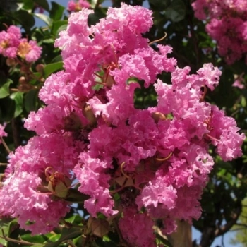 LAGERSTROEMIA jasnoróżowa bez południa - sadzonki 100 / 130 cm