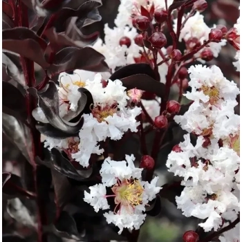 LAGERSTROEMIA BIAŁA czerwony liść - sadzonki 50 / 70 cm