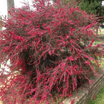 MANUKA Leptospermum scoparium Red Damask miododajne lecznicze - sadzonki 5 / 10 cm