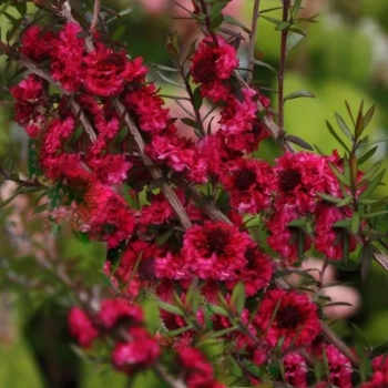 MANUKA Leptospermum scoparium Red Damask miododajne lecznicze - sadzonki 5 / 10 cm