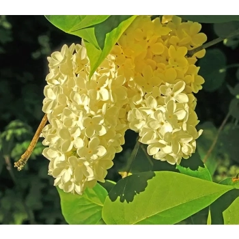 BEZ LILAK Primrose żółty - sadzonki 5 / 10 cm