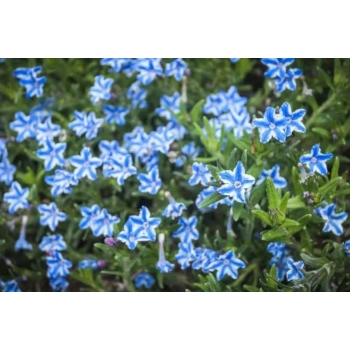 LITODORA Star - sadzonki 5 / 10 cm