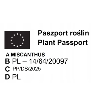 TRAWA MISKANT chiński graziella - sadzonki 20 / 40 cm
