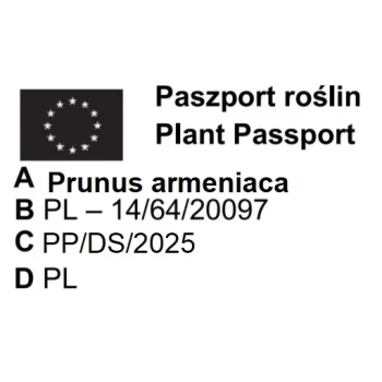 MORELA HARCOT soczysta słodka - sadzonki 90 / 120 cm