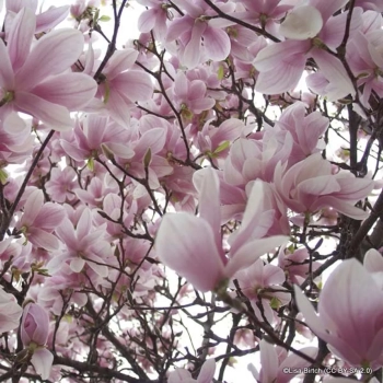 MAGNOLIA HEAVEN SCENT NA PNIU - sadzonki 160 / 190 cm
